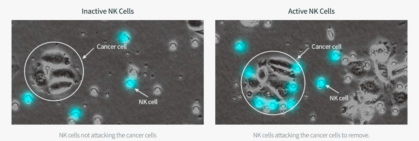 Two phase-contrast micrographs side by side: inactive NK cells sitting apart from a cluster of cancer cells, and active NK cells surrounding and attaching to the same cluster.